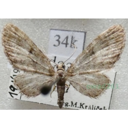 Eupithecia dodoneata Guenée, 1858 Slovakia34k